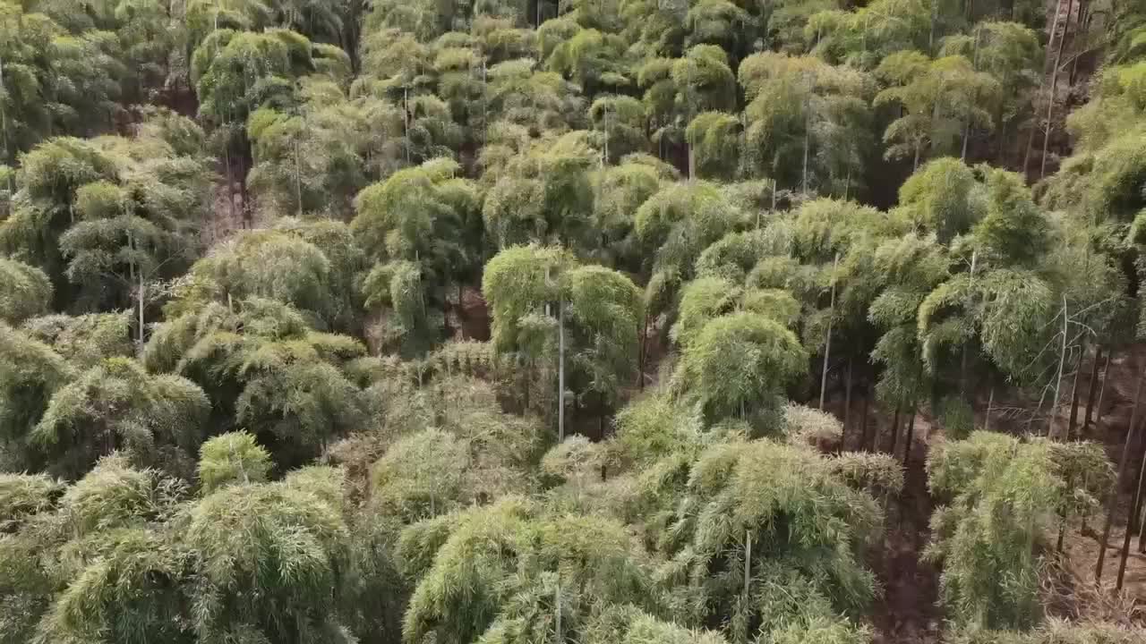 安吉竹林野战舌吻